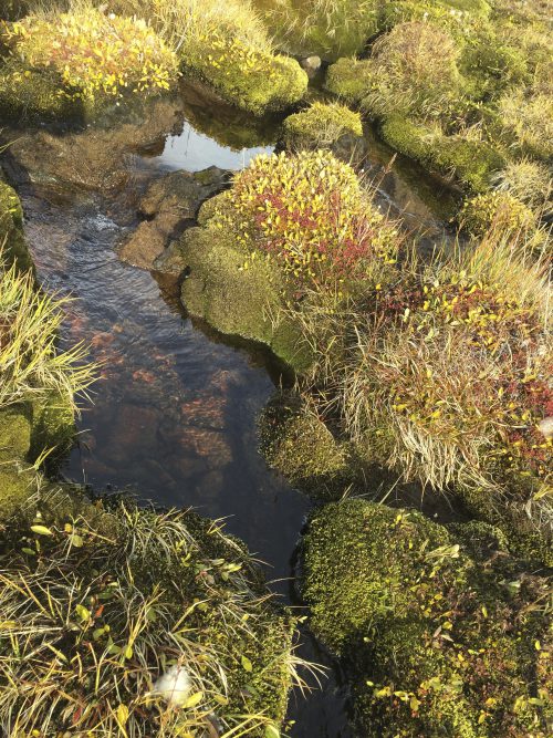there's a lot of water running under the tundra