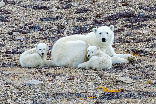 Polar Bears (mother + cubs) 0360