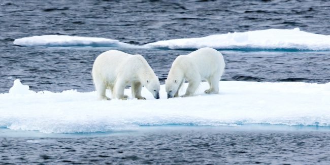 Polar Bears (siblings) 7412