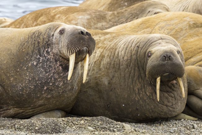Walrus (duo) 9277