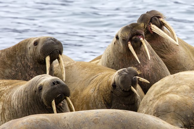 Walrus (quinntet) 9299